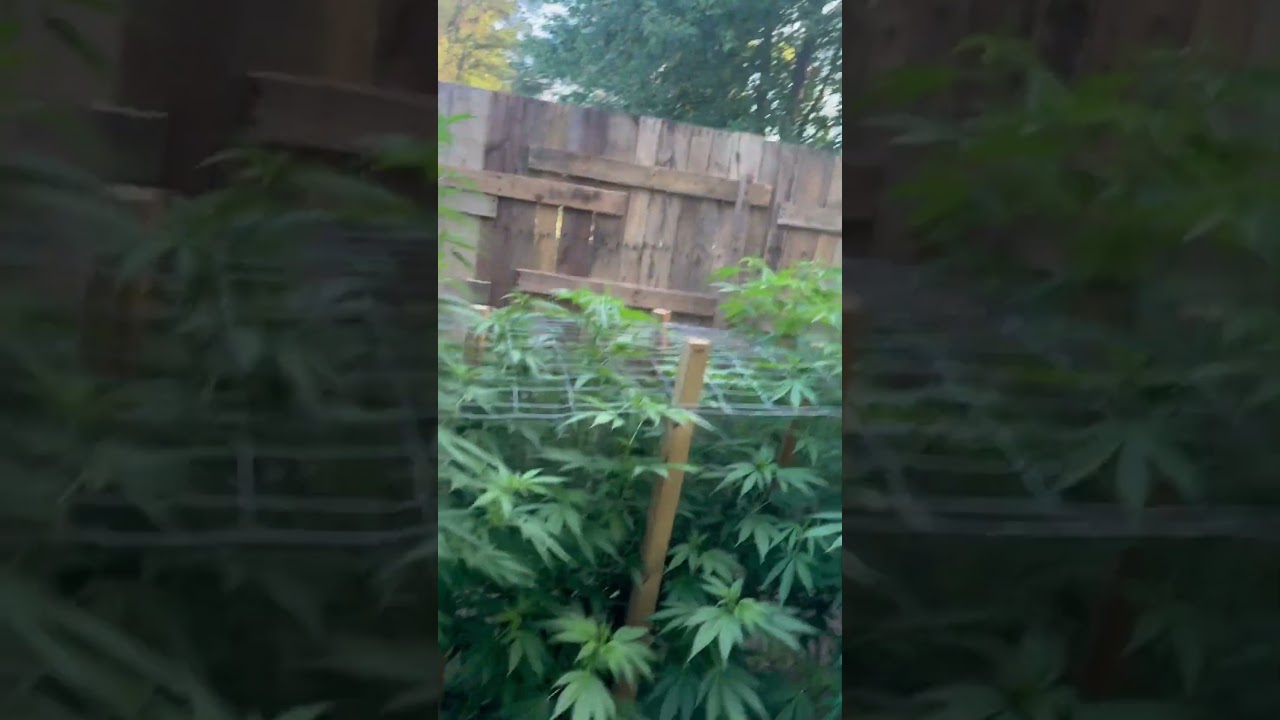 2024 outdoor grow. 7-25-24