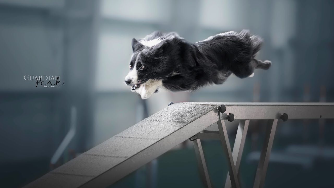 Agility Turnier | Linda & Sykes Agility 3 Large - Riedstadt (Richter: S. Körber und S. Schmitt)