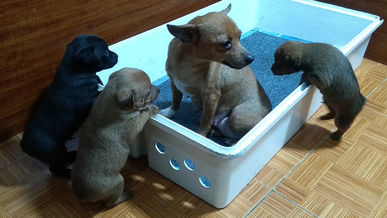 Puppies Cry Because They Can't Go to the Nest With Their Mother