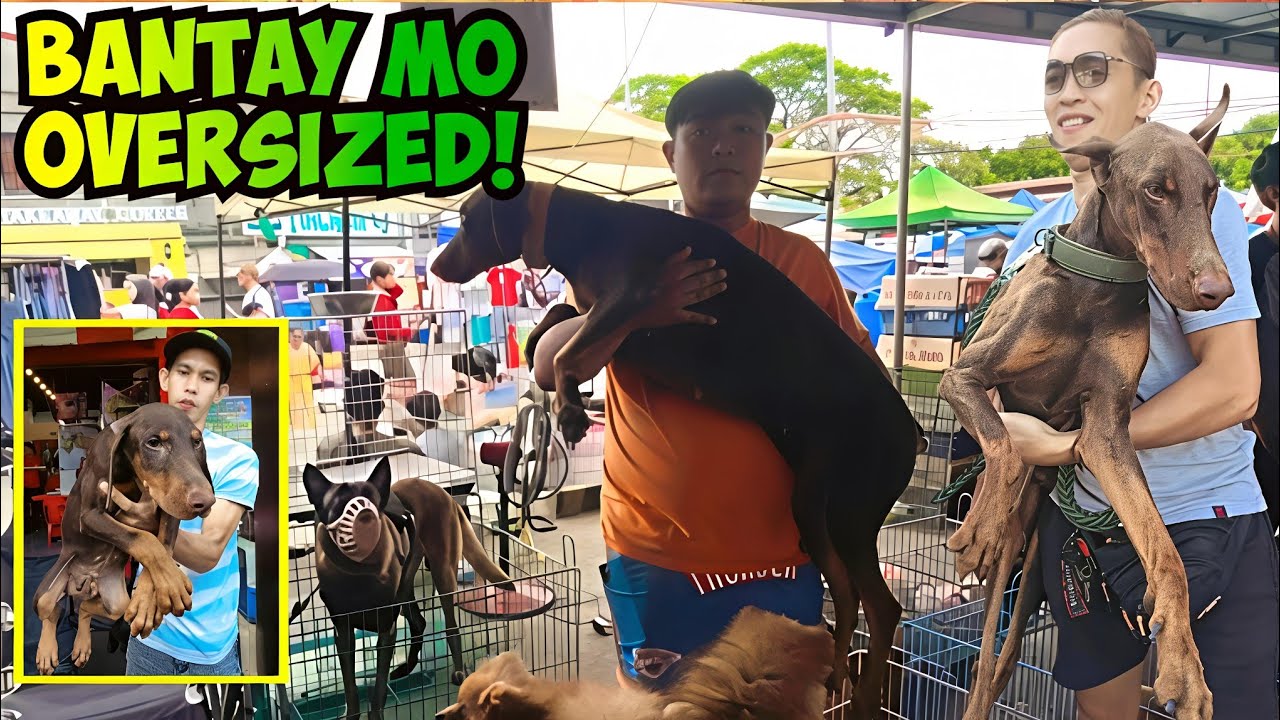 PAG GANITO ANG GUARD DOG MO WALANG MAKAKA LAPIT SA YO! GROTTO BULACAN PET MARKET UPDATE pt 3