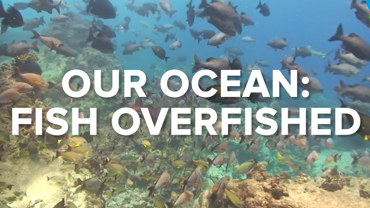 OUR OCEAN: FISH OVERFISHED - Ocean Conservation #2 | Conservation International Singapore
