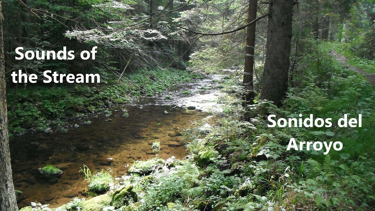 Music with sounds of Virgin Nature -  M&uacute;sica con sonidos de la Naturaleza Virgen