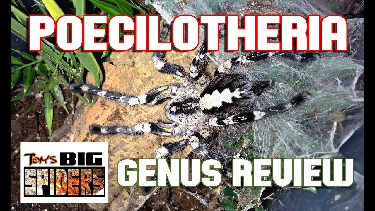 Poecilotheria - Genus Review