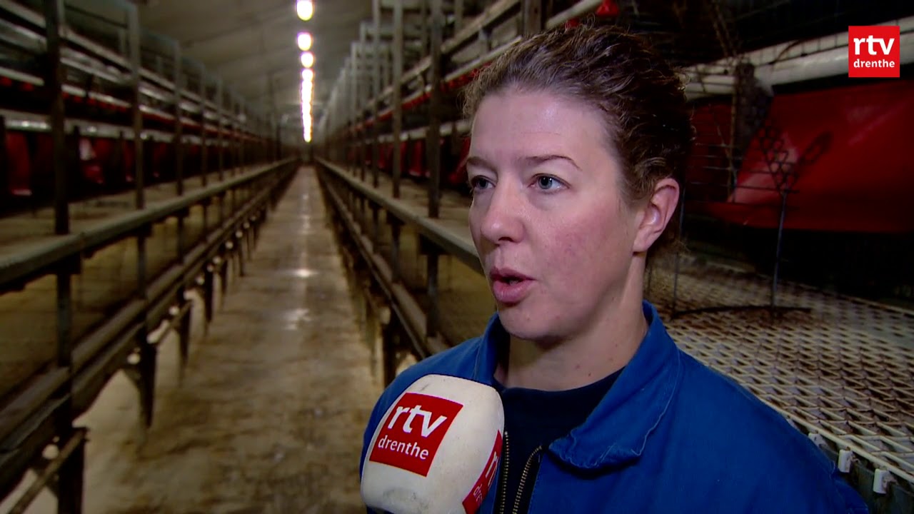 Na meerdere grondige schoonmaakbeurten zit er nog steeds Fipronil in de kippenstal van Oving
