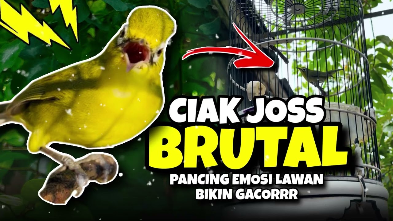 Ciak Ciak Kecial Kuning JOSS BRUTAL‼️Ampuh Pancing EMOSI Lawan Bikin Kecial GACOR
