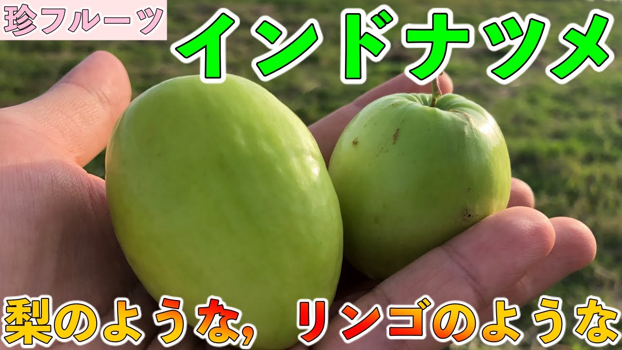 インドナツメの生産者が，食べ方や特徴などを徹底的に解説！