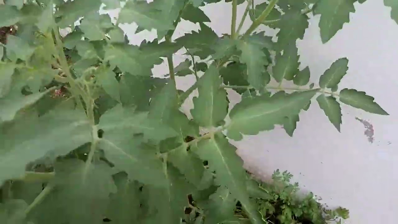 Notícia + colheita na horta🌱