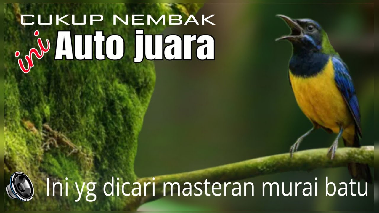 🔴MASTERAN CUCAK CUNGKOK GACOR FULL TEMBAKAN RAPAT AUDIO JERNIH BERJEDA