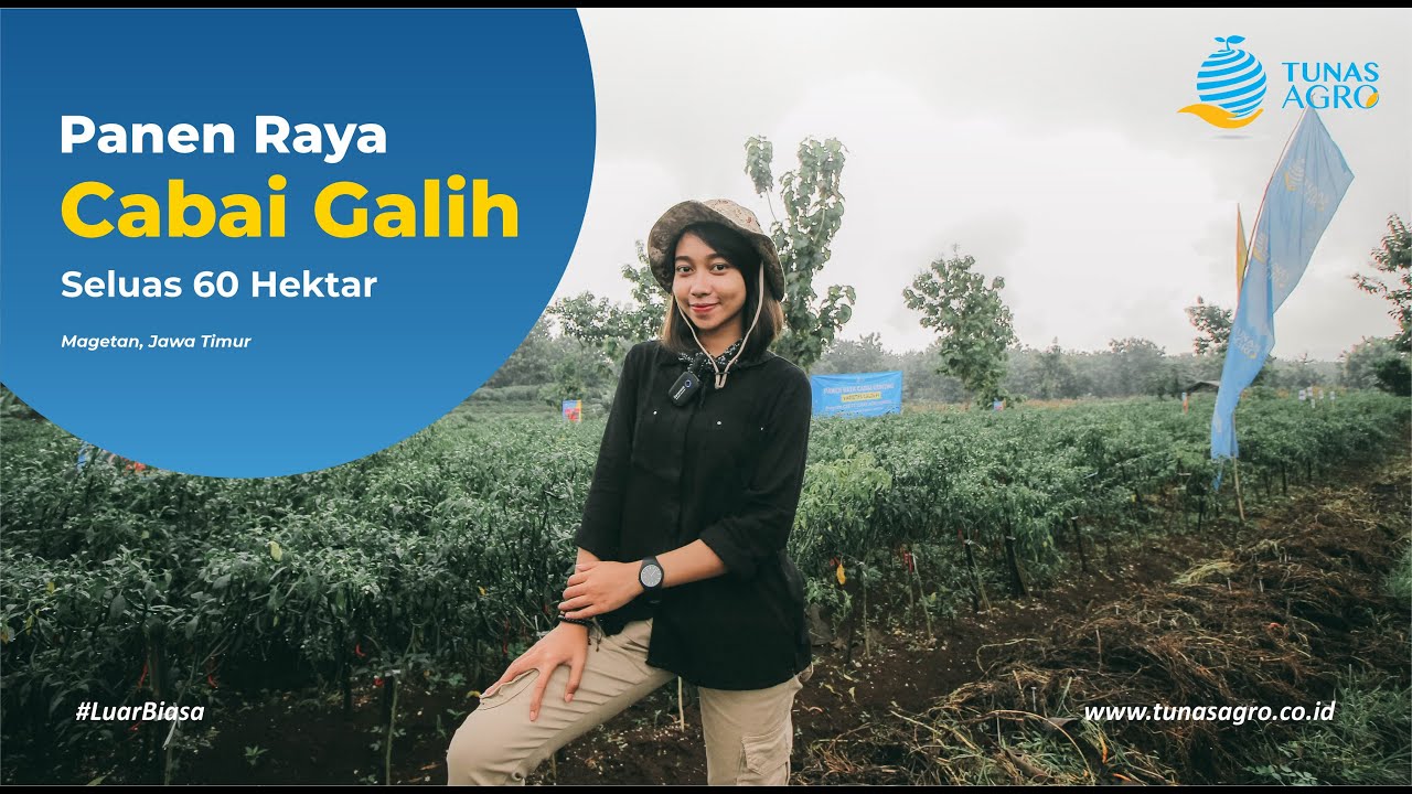 PANEN RAYA CABAI GALIH Seluas 60 Hektar di Magetan by Tunas Agro
