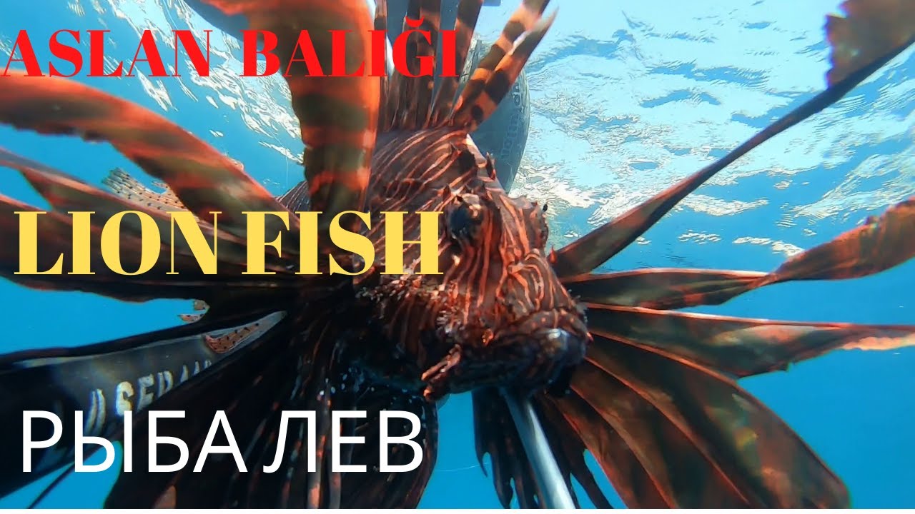 Ayhan BİBİ Aslan Balığı Avı ,Spearfishing Lion fish ,подводная охота рыба лев  !!!!!! #30