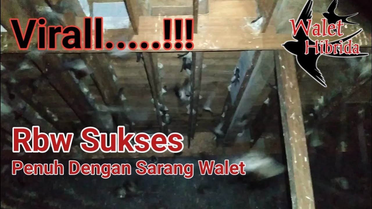 Rbw sukses, penuh sarang walet