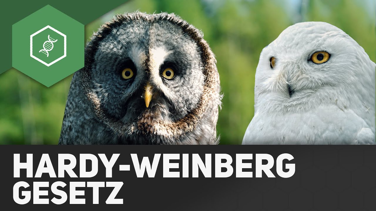 Hardy-Weinberg-Gesetz - Evolutionsfaktoren 4