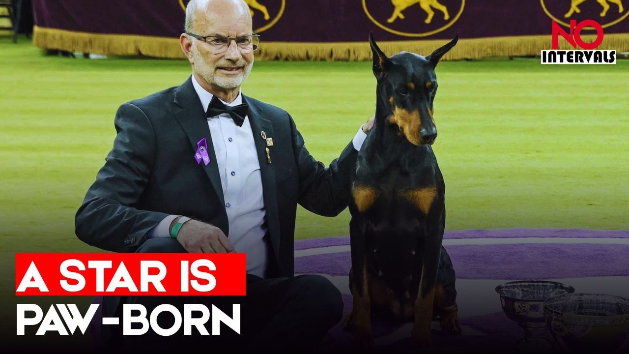 Doberman Penny Wins Best In Show At Westminster | Entertainment News | No Intervals
