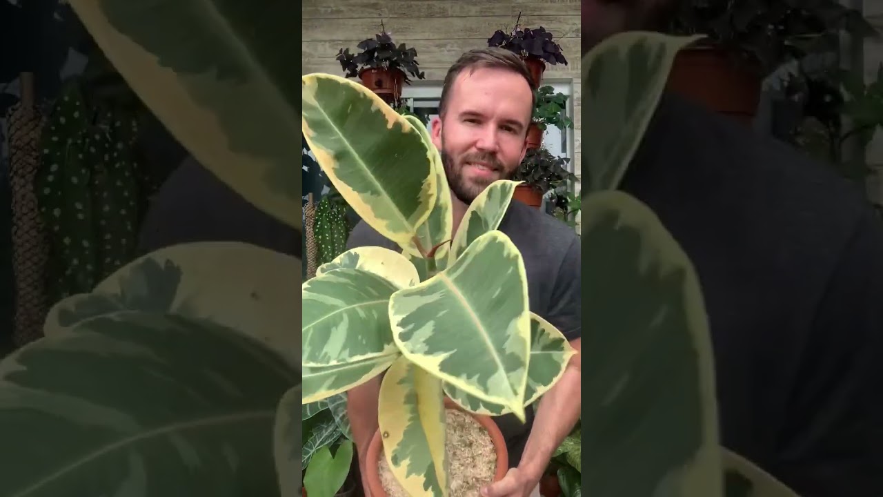 Ficus El&aacute;stica Variegata!!