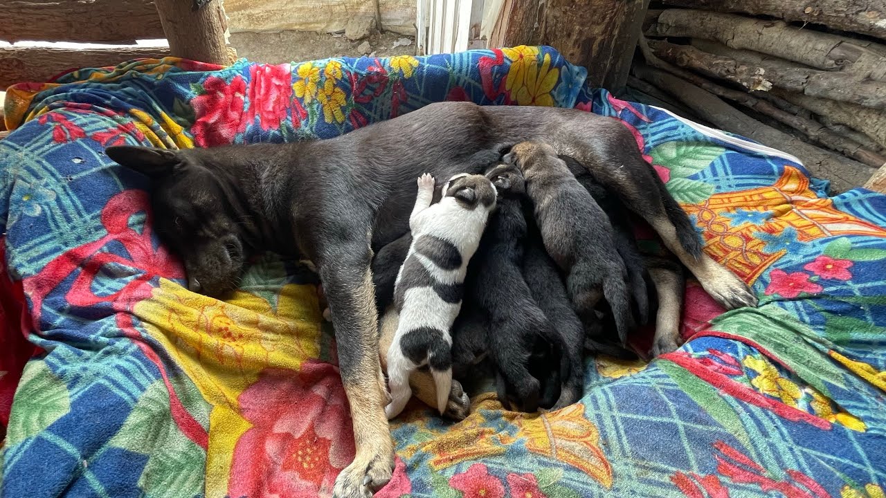Iggy family