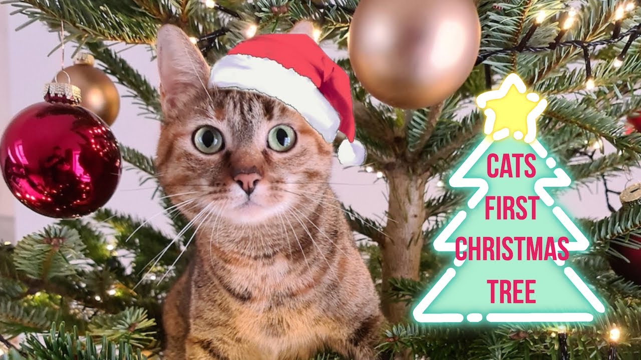 Nalas first Christmas Tree 🎄