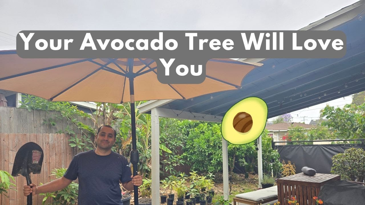 How To Keep Your Avocado Tree Alive in 2025... And Beyond!!