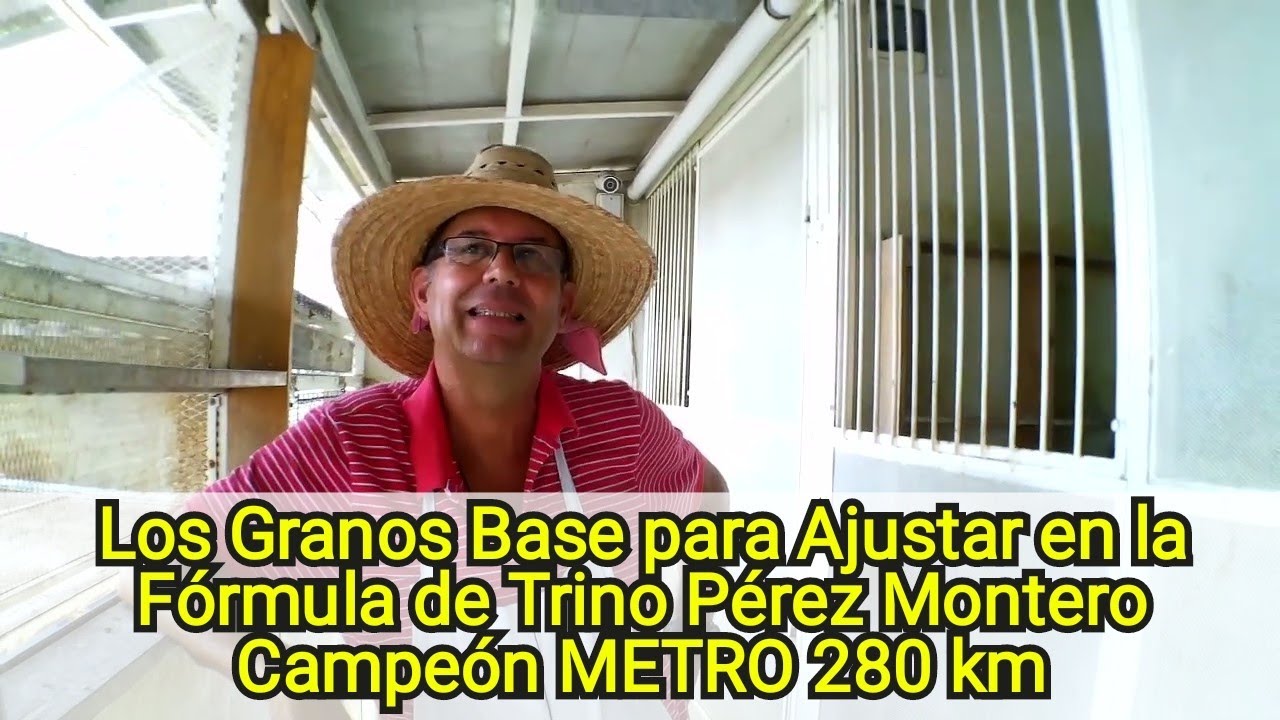 Base Grains to Adjust in the Formula of Trino Pérez Montero Champion METRO 280 km vs 15,824 pal