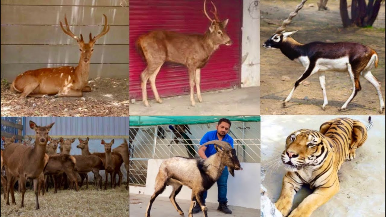 Deer farming, Blackbucks park, Start Now Deer Farm, Lara Tiger, Elixir zoo, Ground Birds