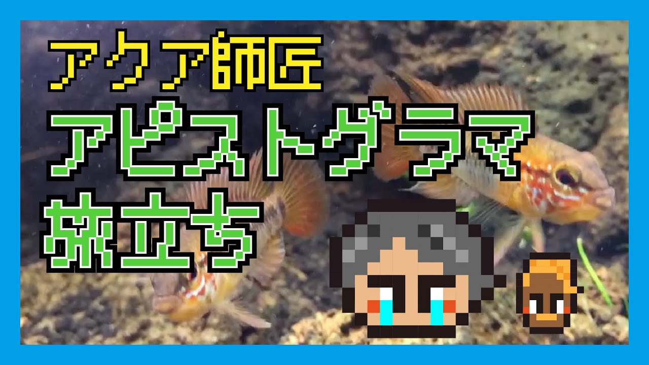アピストグラマ子育て日記【飼育・繁殖・産卵・成長】②旅立ち