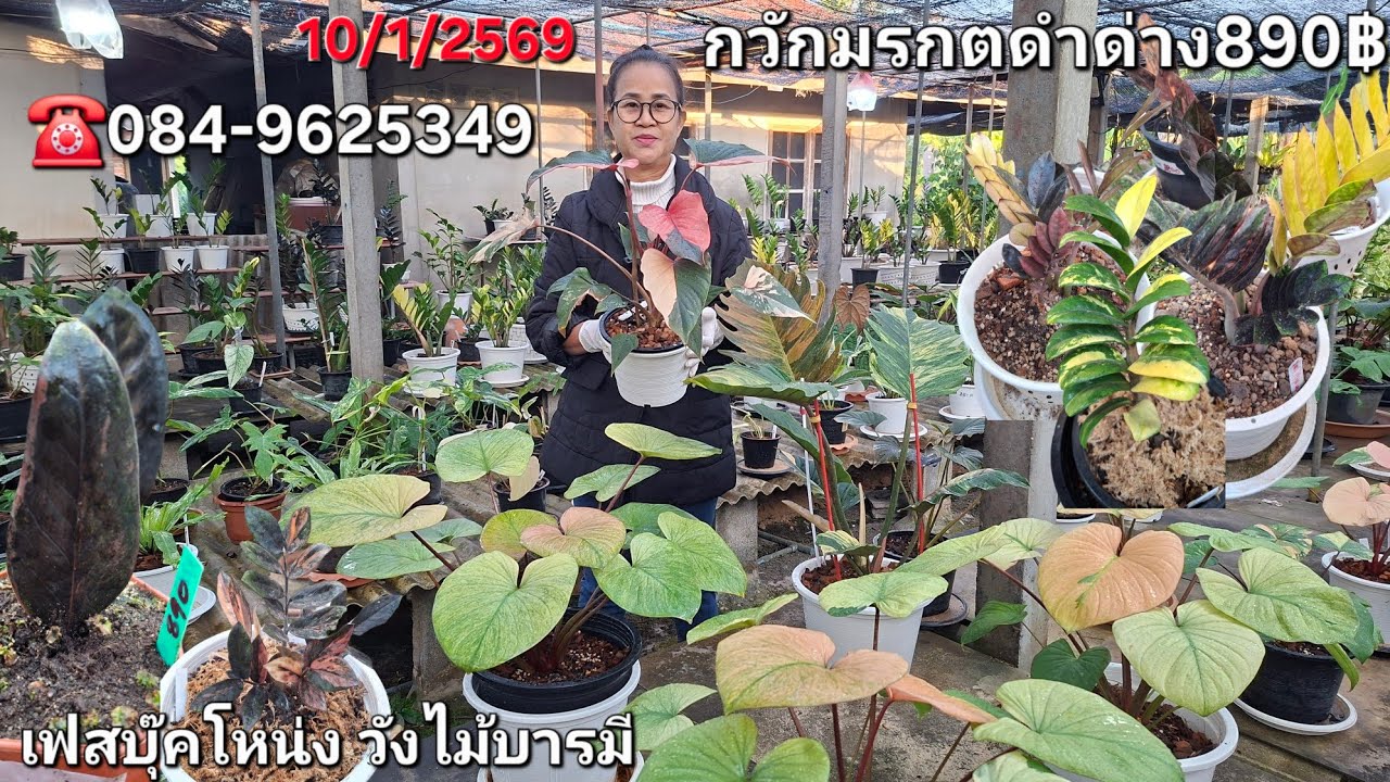  ☎️084-9625349เสน่ห์จันทร์ดำด่างใบยักษ์สวยเข้าใหม่ กวักมรกตดำด่าง890฿คุ้ม บุษราคัมด่างฟูมิน บุษชมพู