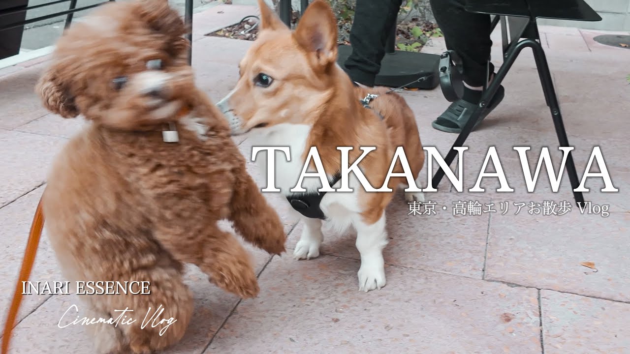 【4K Cinematic Vlog】高輪さんぽ｜愛犬と行ける上質カフェ 2選｜お寺 路地裏を巡る｜30代 独身 × トイプードル いなり｜お気に入りの器でお茶タイム