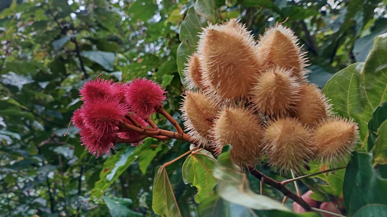 Urucum, é dele que é feito nosso coloral