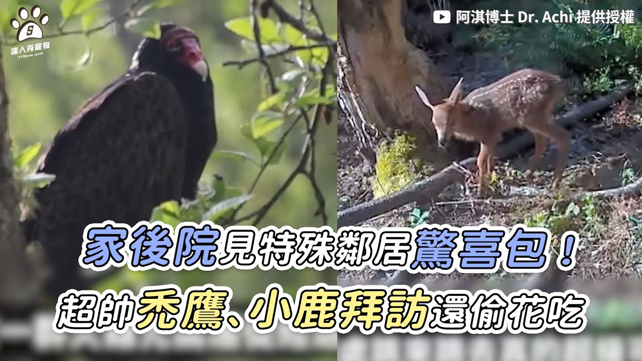 【家後院見特殊鄰居驚喜包！ 超帥禿鷹、小鹿拜訪還偷花吃】｜@HiThisIsAchi