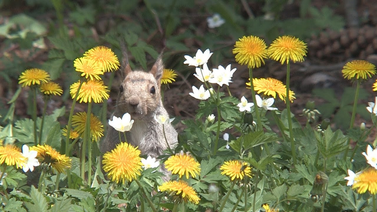ちょっと色っぽいエゾリス♡　　Sciurus vulgaris orientis
