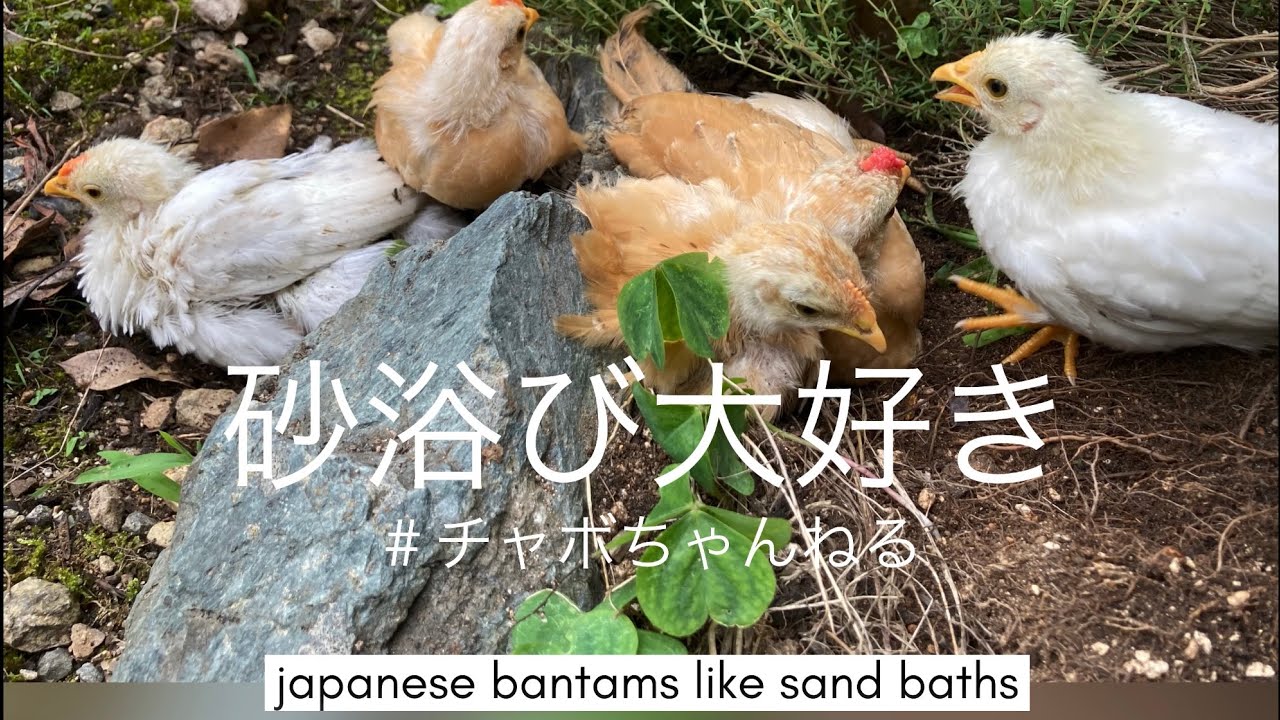 【鶏の習性】みんなでもみくちゃ砂浴び。雨でも泥んこのヒヨコたち