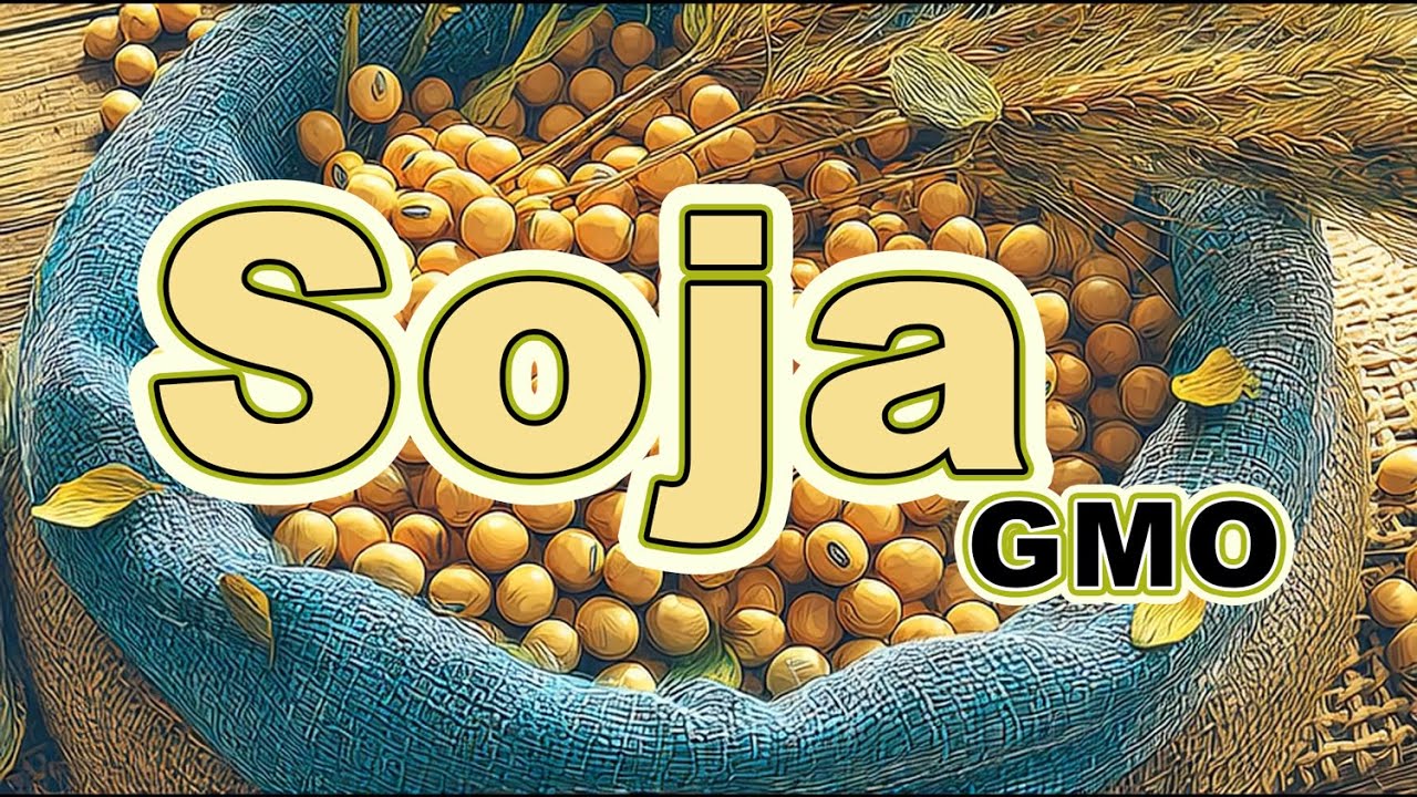 Jak i dlaczego powstaje GMO