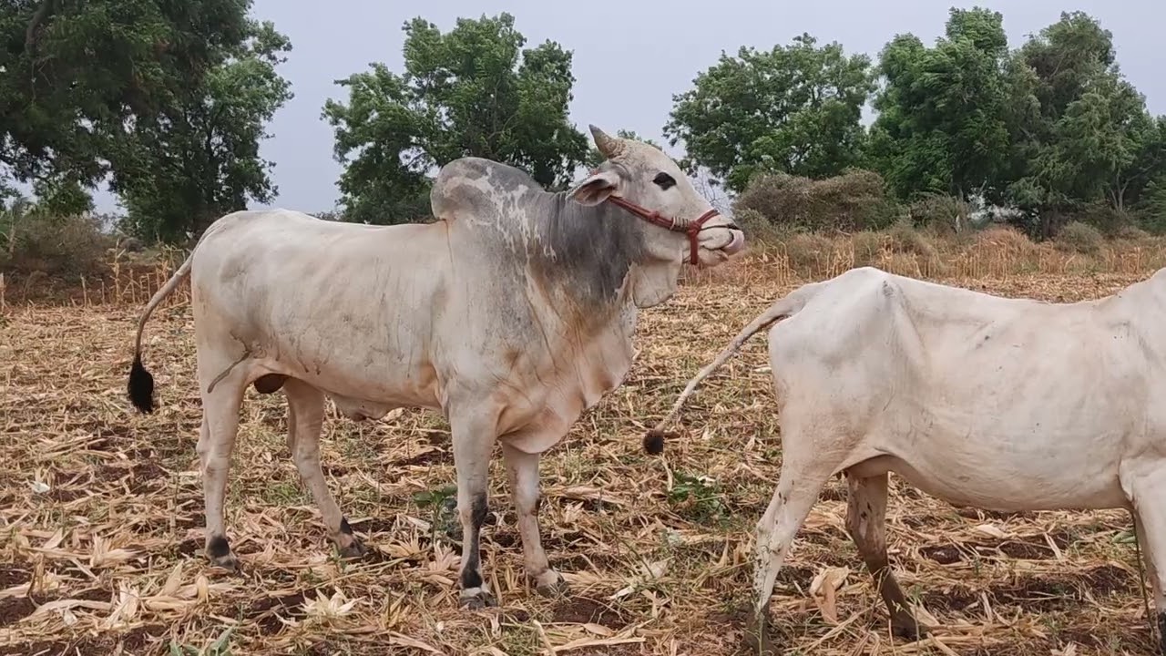 Ongole bull crossing video Ongole 🐄🐄cow #ongolebulls #trending @shivarythuchannel