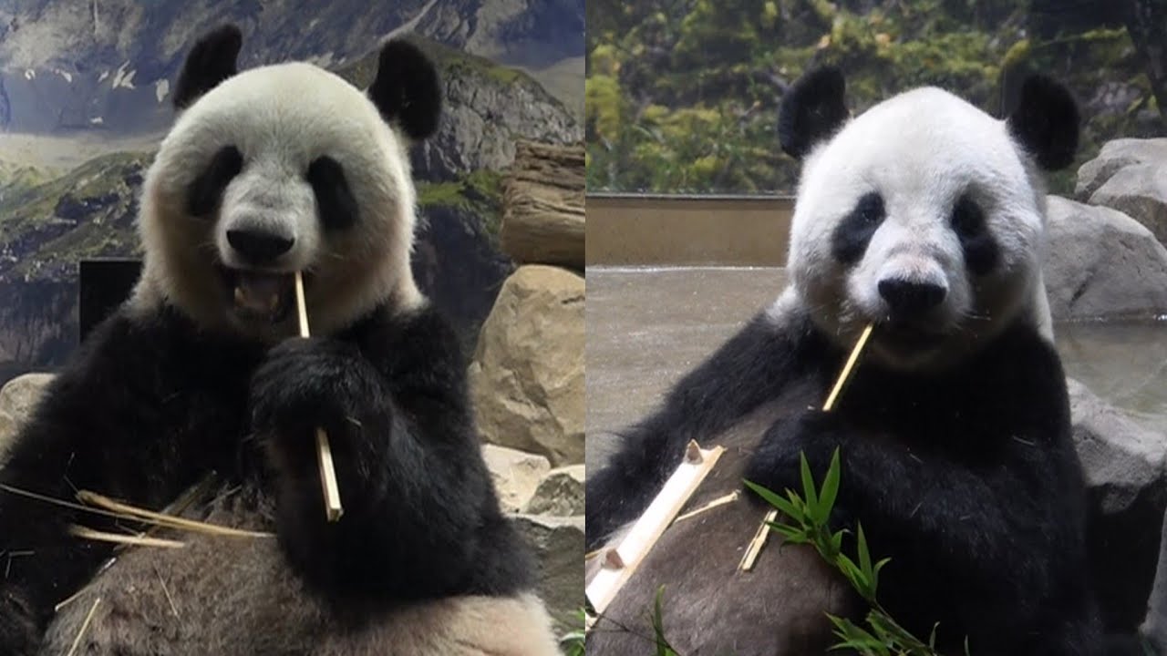 リーリー(力力)とシンシン(真真)にありがとうの花束を贈ろう💐