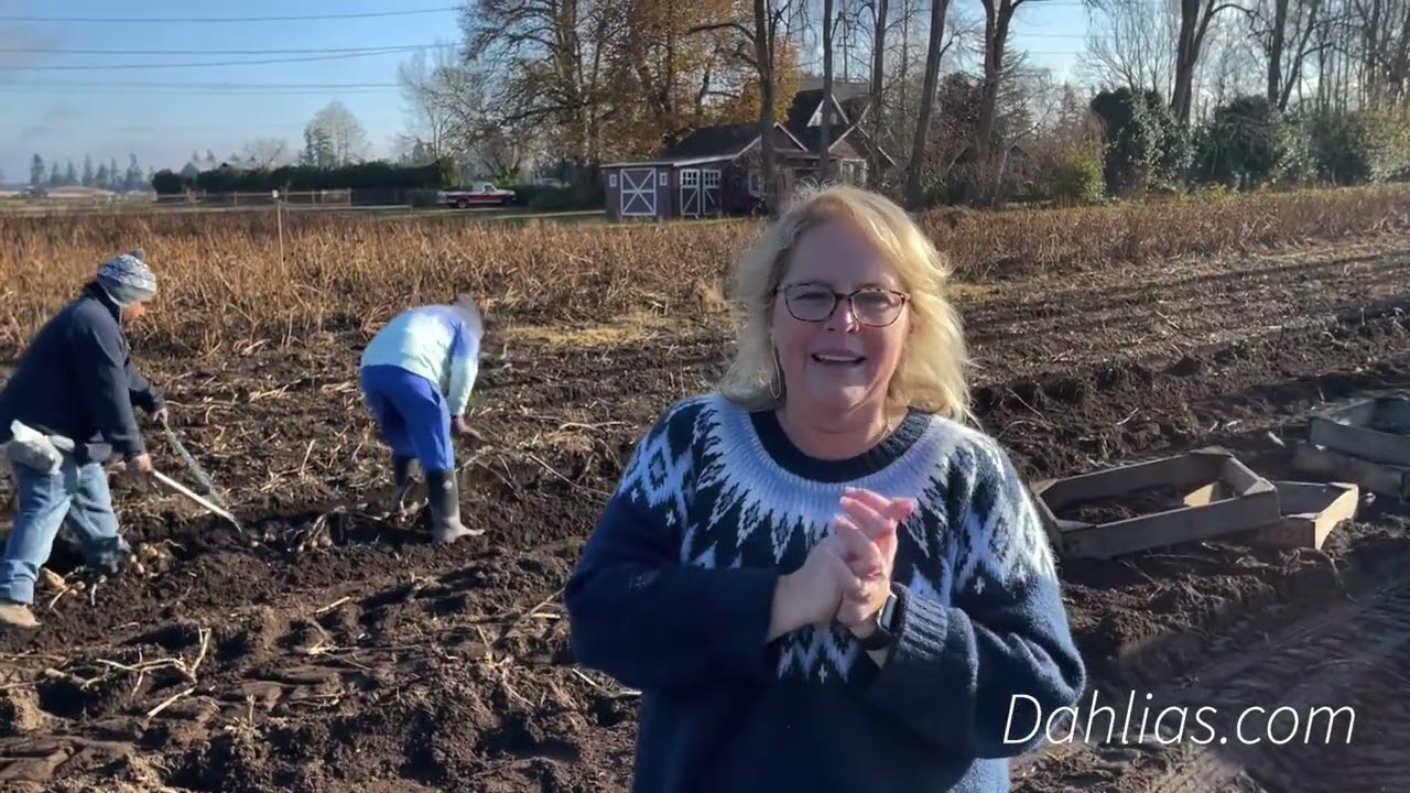 Dahlias - A Quick, How We Dig!