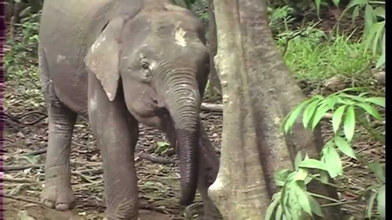Borneo Indonesian Kalimantan   In search of the pygmy elephants full length documentary
