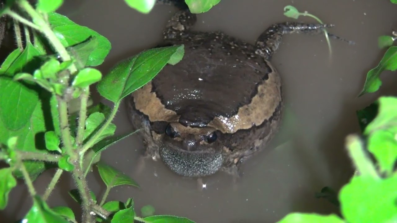 The frogs song happily, the frogs lost in the pond looking for a way out.