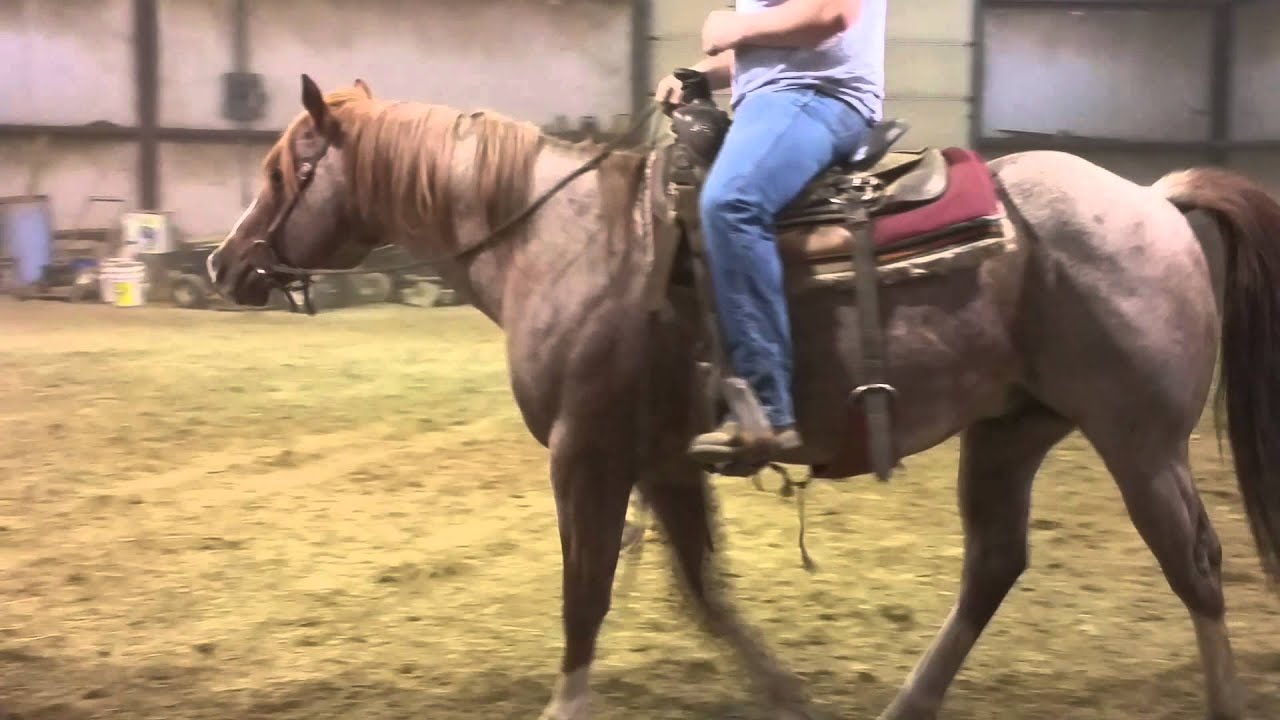 RED Roan stud Skipper W