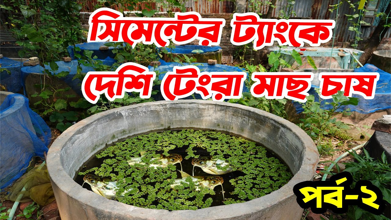 ট্যাংকে টেংরা মাছ চাষের খুটিনাটি পর্ব ২। Striped Dwarf Catfish Farming in cement tank part 2