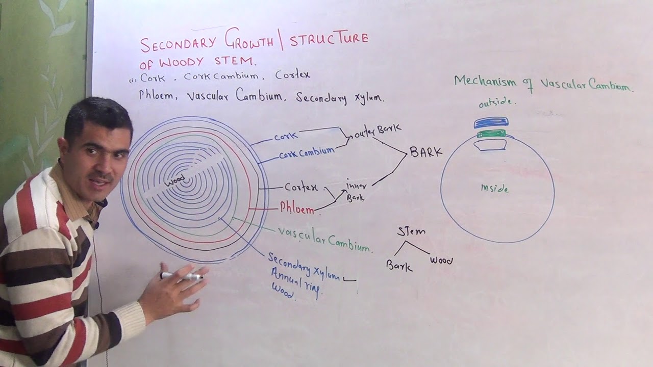 secondary growth, structure  of woody stem and Annual rings urdu hindhi