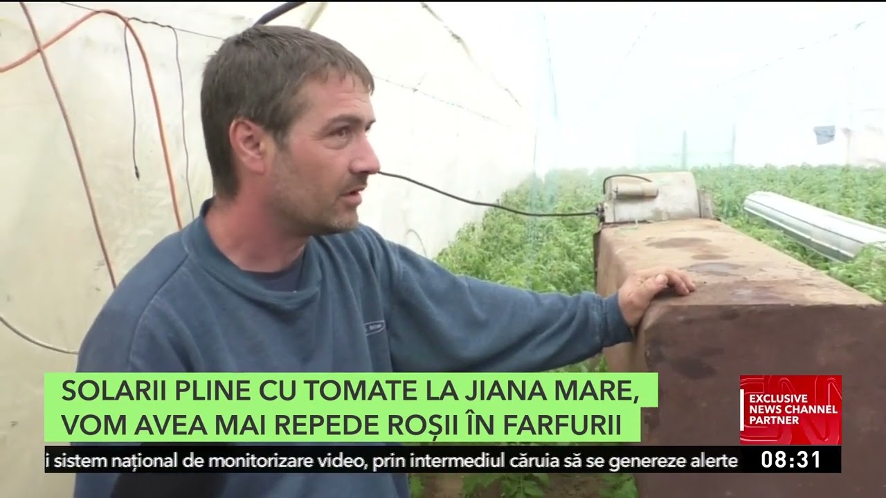 Solarii pline cu roşii la Jiana Mare | Producătorii spun că preţul va fi de 25 de lei pe kilogram