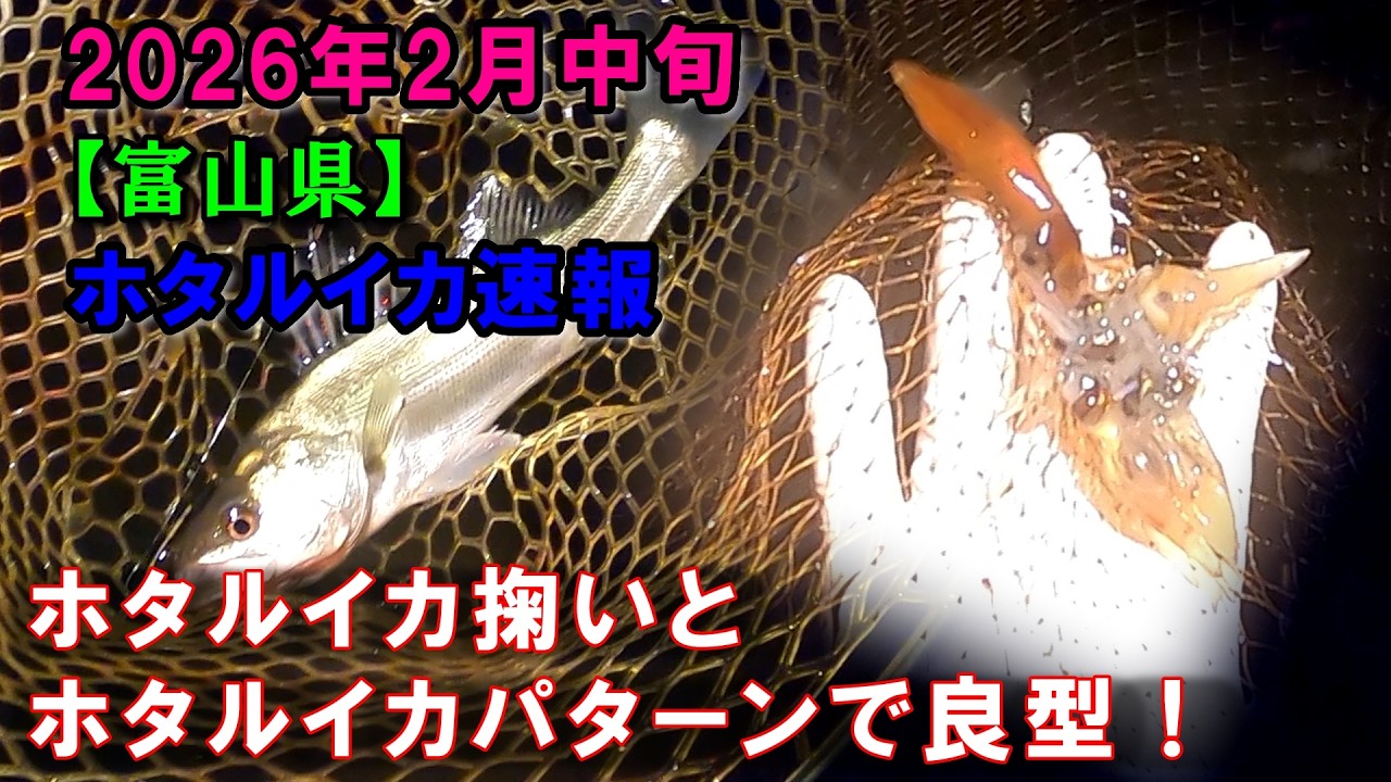 2026年ホタルイカ掬い速報！今年初のホタルイカパターン釣行で良型！富山県、ホタルイカ掬い、ホタルイカパターン、富山、釣り