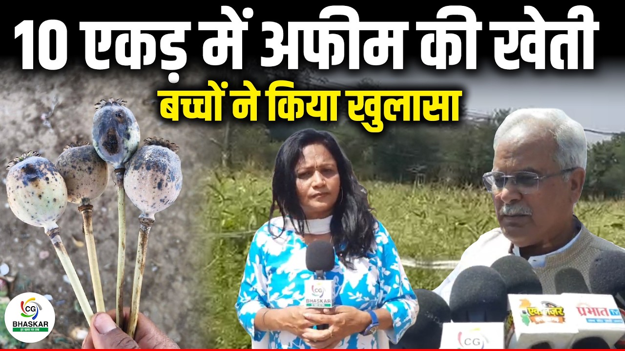 दुर्ग के ग्राम समोदा में हो रही थी अफीम की खेती, पूर्व CM भूपेश बघेल भी पहुंचे, BJP नेता पर आरोप