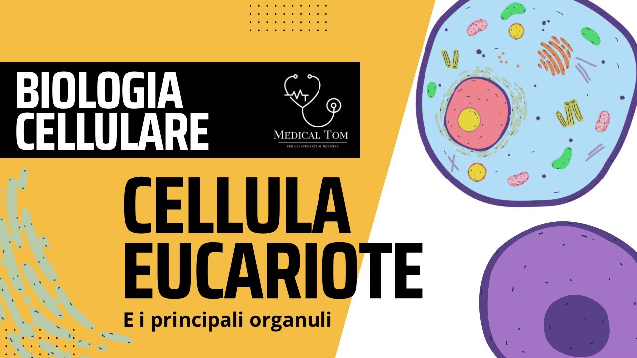 La Cellula Eucariotica | Organuli principali
