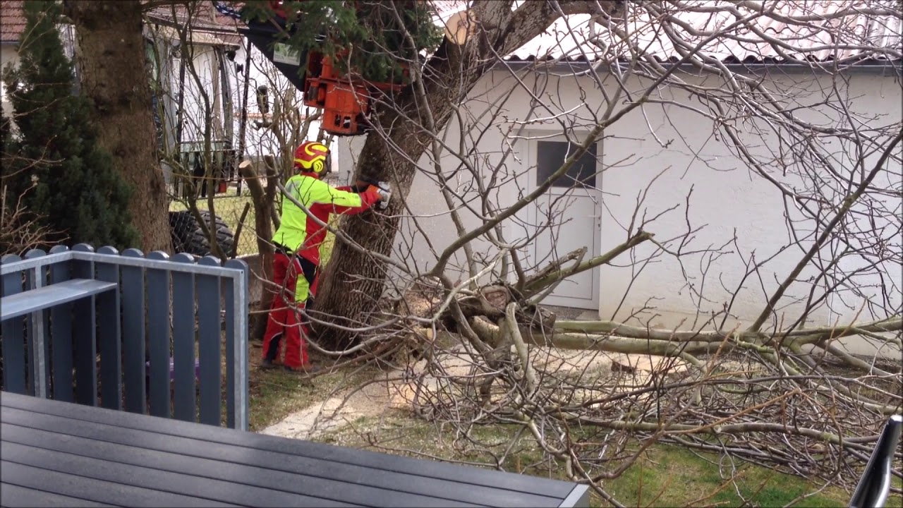Riesiger Walnussbaum im Garten gefällt mit Hilfe eines Baggers Teil 2