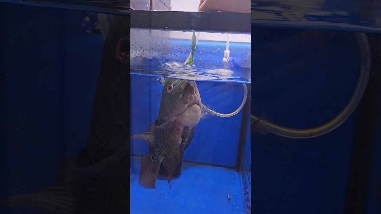 Disappoint a flowerhorn fish #aquariumfish #aquariumhobby #fishhobbyist