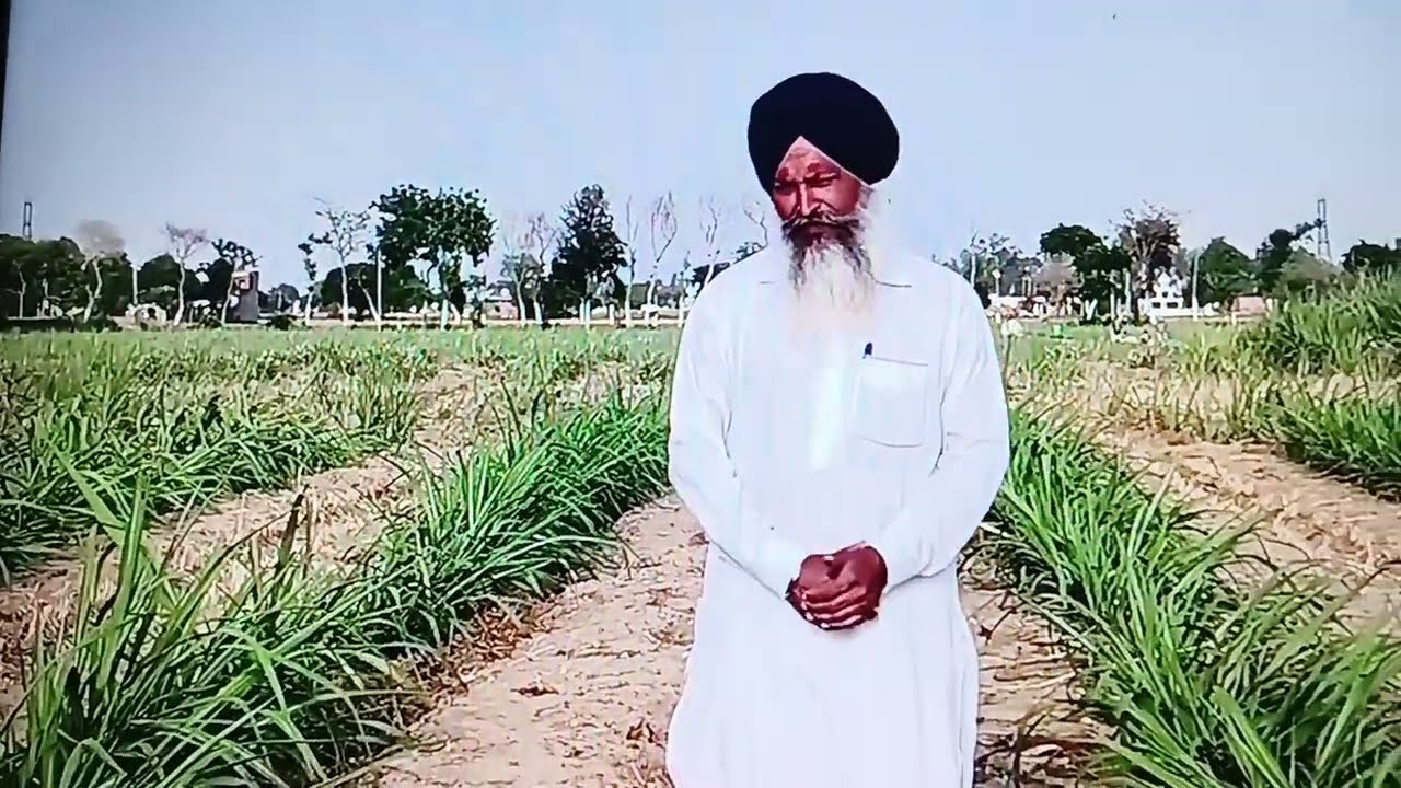 Let's discuss! Which crop we can grow in sugarcane after #phagwara #farming #crop #kheti