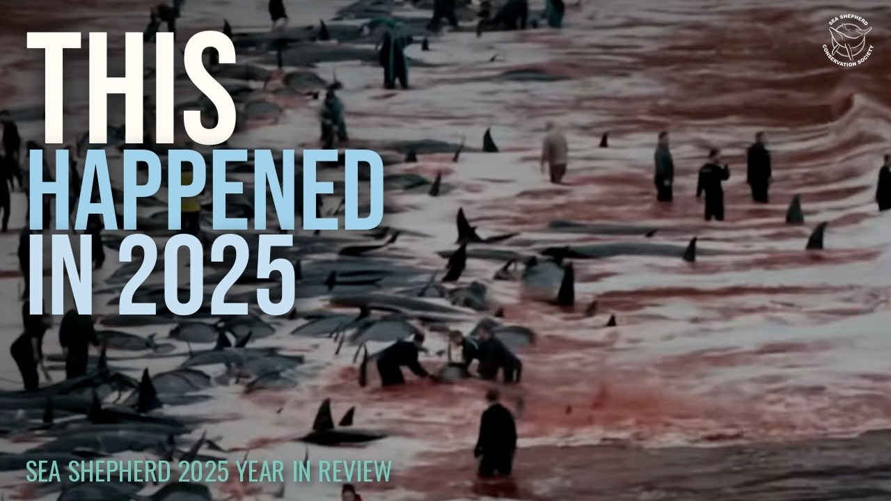 Итоговый отчет организации Sea Shepherd за 2025 год