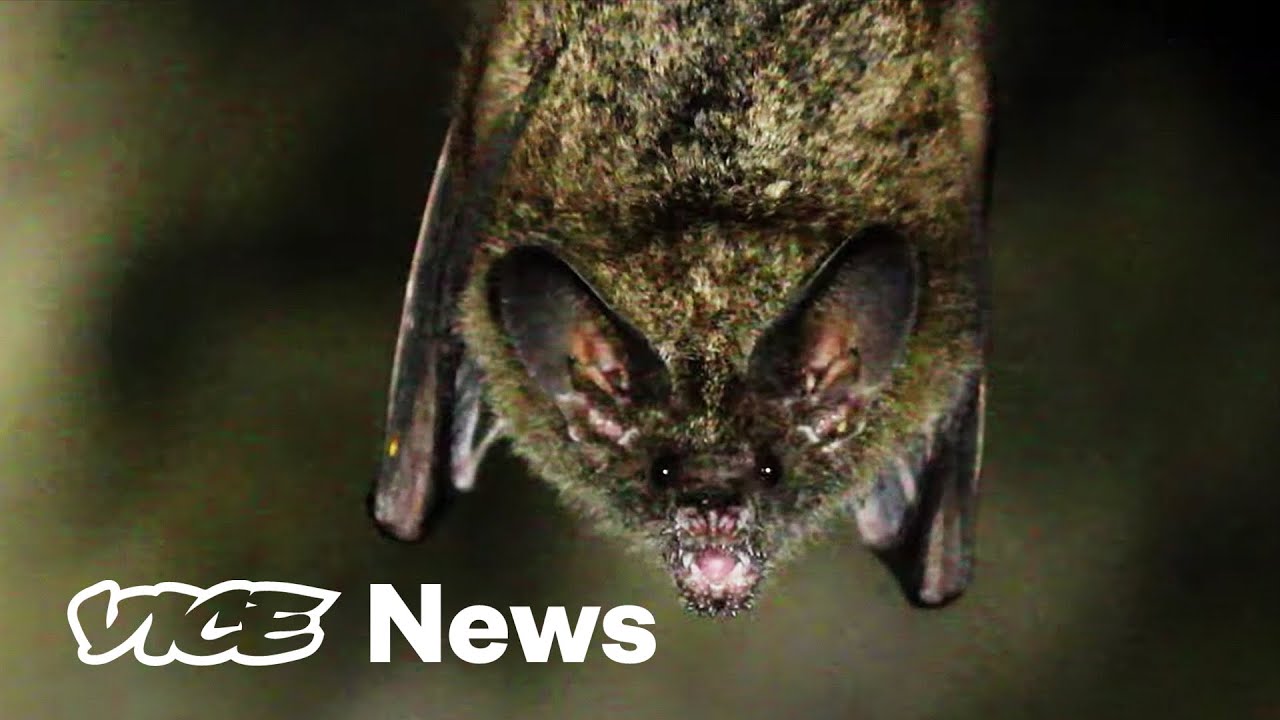 Vampire Bats Are Making Feral Hogs a Breeding Ground for Disease