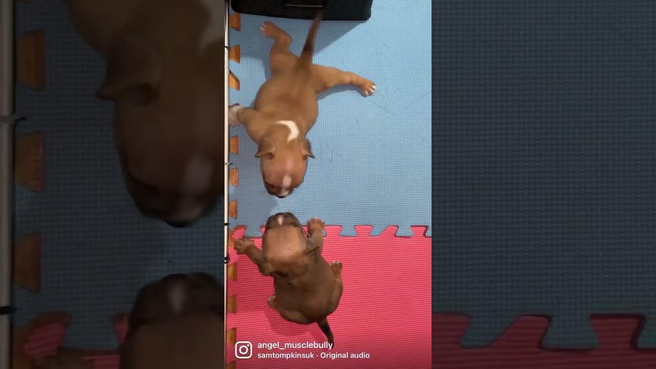 Angel Musclebully play den, 32days 