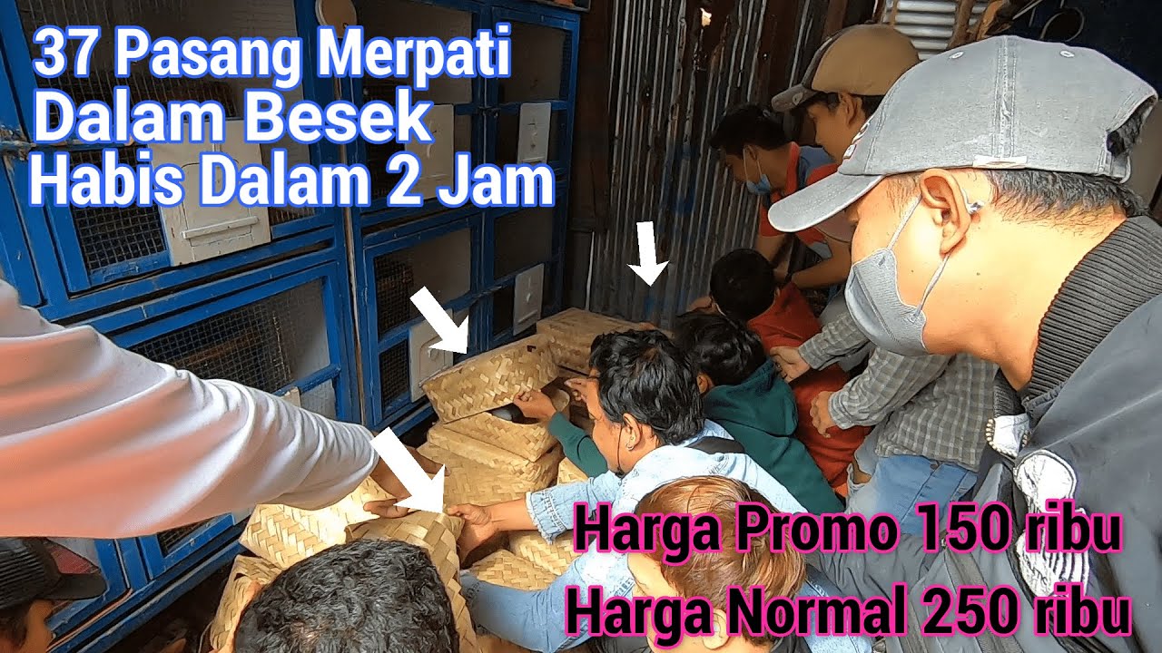 Harga si 150 ribu kok Berebut Beli Burung Merpati Kayak Ngantri Rebutin Sembako